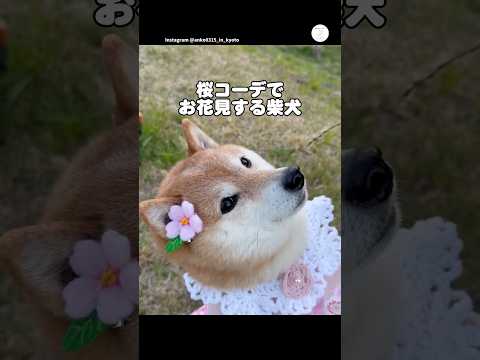 桜コーデでお花見する柴犬　　柴犬　犬　桜　柴犬のいる暮らし かわいい犬 サムネイル