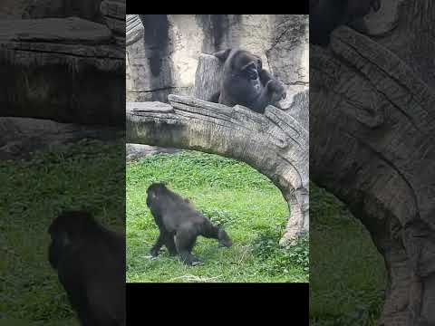 gorilla Iriki 15y4 old mom & son Ringo 4y11m old & nephew J… サムネイル