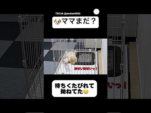 待ちくたびれてた犬、ママが帰ってきた瞬間大喜び　犬　犬のいる暮らし かわいい犬 犬のいる暮らし かわいい サムネイル