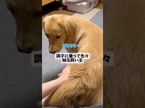 やっぱり追加でgoldenretriever ゴールデンレトリバー サムネイル