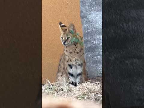 shorts イアちゃん見っけ😊　サーバル　那須どうぶつ王国にて　2026年3月29日