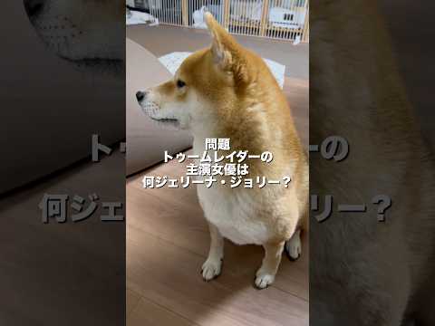 過去一の難問だったのかもしれない😆　柴犬　柴犬とん サムネイル