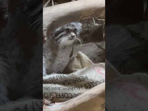 shorts 寝起きクリョンくん　マヌルネコ　上野動物園にて　2026年5月8日 サムネイル