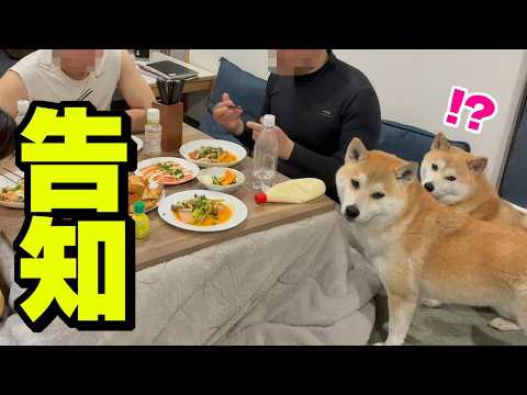 家族が増える事を柴犬姉妹に伝えたら、反応がまるで人間… サムネイル