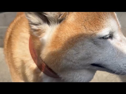 柴犬福 母に足の毛をケアしてもらってる時の柴犬🤣Shiba-Hair🤣 サムネイル