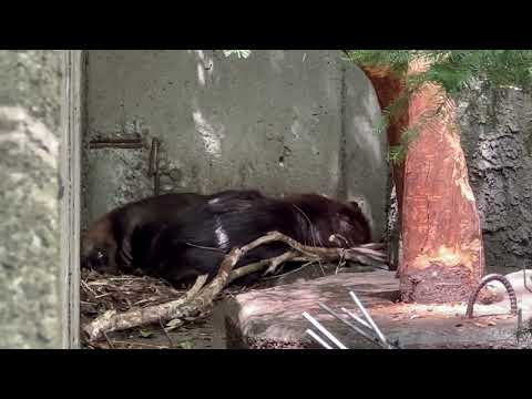 2頭居るらしいんだけど〜こども達かなぁ🤔? アメリカビーバー 千葉市動物公園にて 2026年4月19日