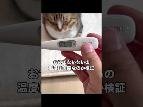 全人類が気になる猫の香箱座り内部の温度は何度なのか検証してみた結果 キジトラ 保護猫 香箱座り shorts サムネイル
