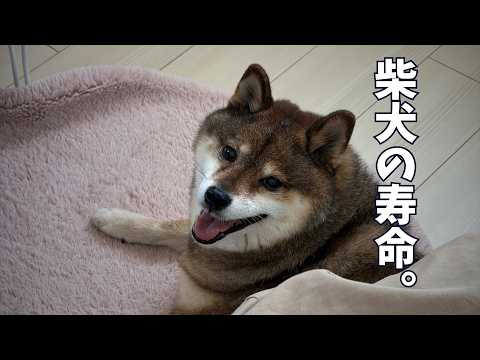 柴犬の平均寿命は15.5歳なわけですが・・・。