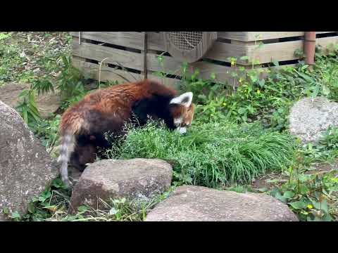 風太くん ガイドの時間を前にパトロール☺️  レッサーパンダ　千葉市動物公園にて　2026年4月18日 サムネイル