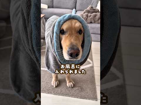 お風呂から何とか逃げたい犬 ゴールデンレトリバー 大型犬のいる生活 goldenretreiver 大型犬と子供 サムネイル