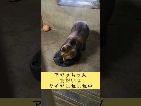 タイヤこねこね中…🛞 東武動物公園 癒し animals 動物 エゾヒグマ アヤメ タイヤ タイヤこねこね職人