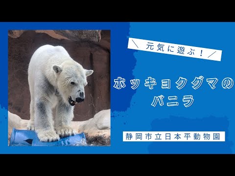 【静岡市立日本平動物園】元気に遊ぶ！ホッキョクグマのバニラ🐻‍❄️ サムネイル