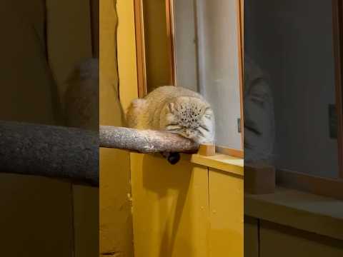 shorts 眠い💤💤ロータスくん　マヌルネコ　埼玉県こども動物自然公園　2026年3月6日 サムネイル