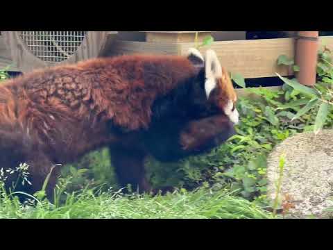 飼育員さん用の扉の前で一瞬止まった風太くん☺️(もう直ぐガイドの時間♪) レッサーパンダ　千葉市動物公園にて　2026… サムネイル