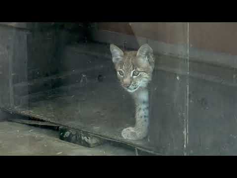 ヨーロッパオオヤマネコの赤ちゃん　京都市動物園　2026年7月18日