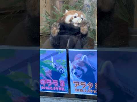 shorts アラタちゃんとお星さまリンゴ🍎　レッサーパンダ　　浜松市動物園にて　2026年2月15日 サムネイル