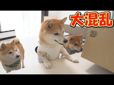 プレゼントの箱を開けると、狂喜乱舞して襲いかかって来る柴犬達が可愛すぎました。 サムネイル