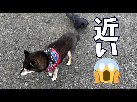 新しいお友達？登場・・・ サムネイル