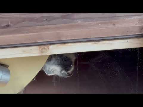 屋根裏部屋からオトちゃん🤭　マヌルネコ　埼玉県こども動物自然公園にて　2026年3月6日 サムネイル