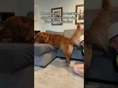 This one is sturdy, but has no manners 😂 サムネイル