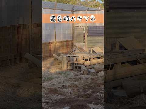 黄昏時のキツネ 東武動物公園 癒し かわいい キツネ 黄昏時 サムネイル