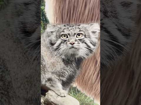 shorts 駅にナルくん　マヌルネコ　神戸どうぶつ王国のポスター　2025年12月26日 サムネイル