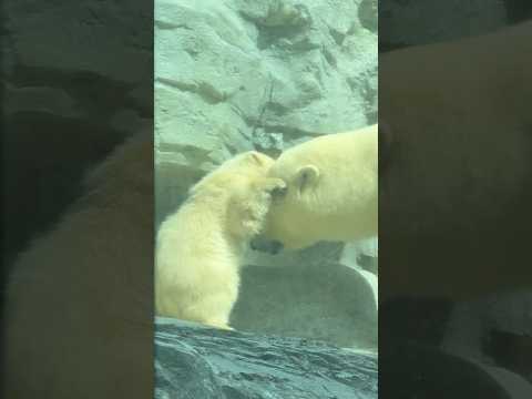 shorts モモ太くんとモモママ☺️   ホッキョクグマ　秋田県男鹿水族館GAOにて2026年4月30日 サムネイル