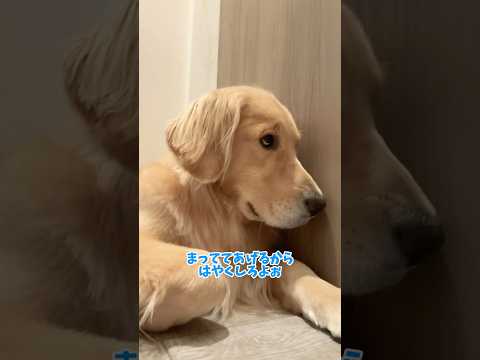 ずっとまってました！(｀･ω･´)ｷﾘｯ 大型犬 ゴールデンレトリバー サムネイル