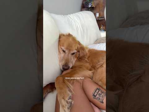 coming home to my golden retriever🥵goldenretreivers dog pup… サムネイル