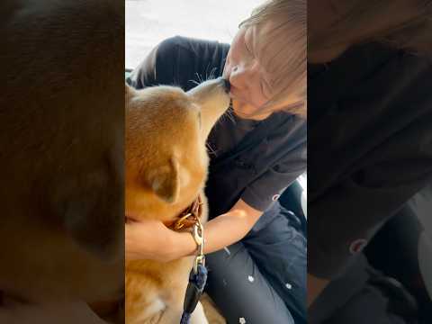 柴犬福 メンヘラ姉とティボ神の再会🤣Sister and Shiba🤣姉と柴 shorts 柴犬 japanesedo…