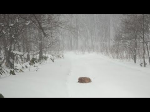 ミントの大冒険 がライブ配信中！ サムネイル