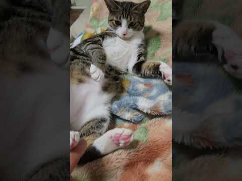 今日のキビ。体重3.1kg生後８か月の猫の肉球はプニプニ。 癒し cat shorts 猫 肉球 保護猫 kitten サムネイル