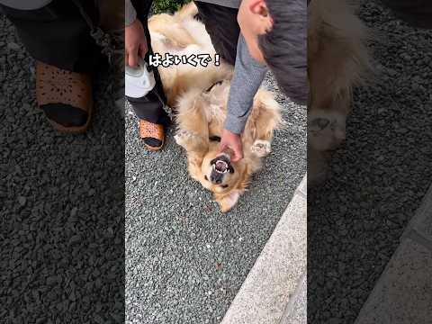 二面性のある犬 ゴールデンレトリバー 大型犬のいる生活 goldenretriever 大型犬と子供 サムネイル