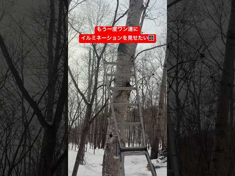 もう気持ちが折れました…shorts ゴールデンレトリバー goldenretriever ライト山の神ロケットマンお… サムネイル