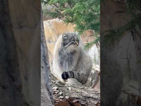 shorts お耳ピクピクアブリコースちゃん😊　マヌルネコ　那須どうぶつ王国にて　2026年3月29日