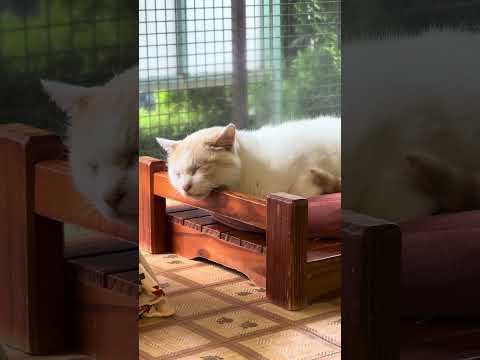 shorts タルトくん❓　那須どうぶつ王国　IMG 7964 サムネイル