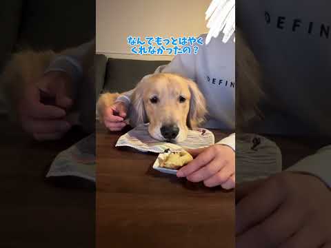 ( ˘•ω•˘ )ぜったいにわたさないよ大型犬 ゴールデンレトリバー サムネイル