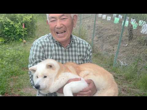 家族の為に働きまくるじいちゃんを完全に信じきっている柴犬との日常 サムネイル
