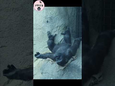 Ringo倒著躺窩好舒服啊😆~ gorilla gorillatag taipeizoo 金剛猩猩  台北市立動物園… サムネイル