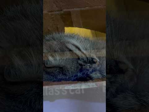 shorts スヤスヤ💤ロータスくん　マヌルネコ　埼玉県こども動物自然公園にて　2026年5月30日 サムネイル