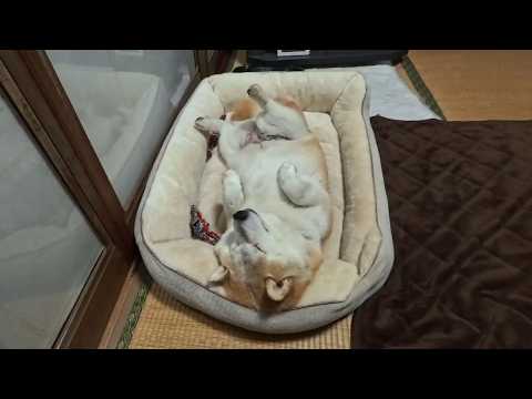 どうにか茶の間に泊まろうとするモモさんとの激しい攻防戦 サムネイル