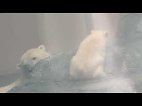 あのね  これがモモ太の大事なの🐻‍❄️    ホッキョクグマの親子　秋田県男鹿水族館GAOにて2026年5月1日 サムネイル
