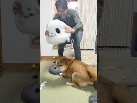 全力楽天ごっこ　柴犬 shorts サムネイル