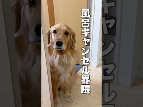 風呂キャン界隈の犬の必死の抵抗がこちらです...【ゴールデンレトリバー】shorts サムネイル