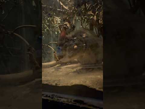 shorts お顔クシクシ フサオネズミカンガルー　埼玉県こども動物自然公園にて　2026年3月7日 サムネイル