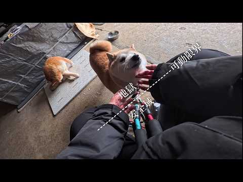 腰痛弱者の首輪外し【リハビリ初日終了】 サムネイル