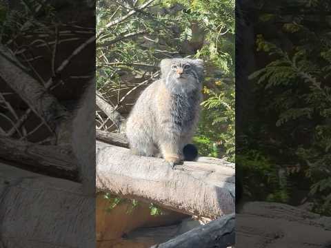 shorts アブちゃんを前にするとカワイイしか出てこなくなるヒト族続出！　マヌルネコ　那須どうぶつ王国にて　2026… サムネイル