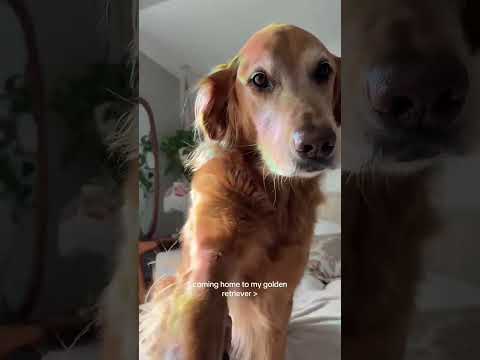 coming home to my golden retriever🥵 goldenretreiver dog ind… サムネイル