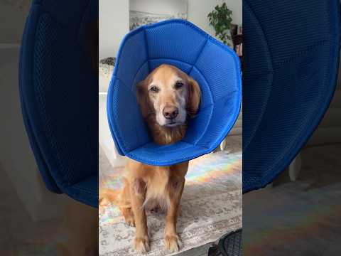 coming home to my golden retriever🥵 goldenretreiver dog ind…