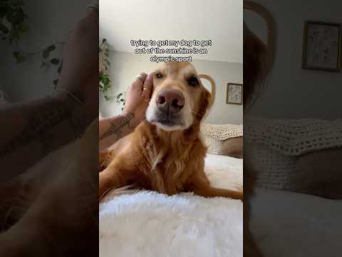 coming home to my golden retriever🥵goldenretreivers dog pup… サムネイル